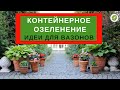 КОНТЕЙНЕРНОЕ ОЗЕЛЕНЕНИЕ//какие растения посадить в горшки и вазоны