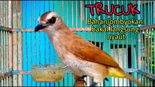 Pancingan trucuk ombyokan biar cepat bunyi