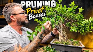 This Privet Bonsai Lost Its Shape… Can I Bring It Back?