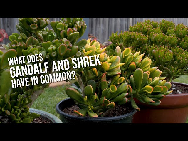 Identifying the mutant forms of Crassula ovata (Shreks Ears, Ogres Ears, Gollum, etc)