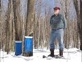 Northen Wisconsin Maple Syrup Season Back on Track