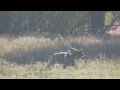 Coyotes playing in Lake Tahoe