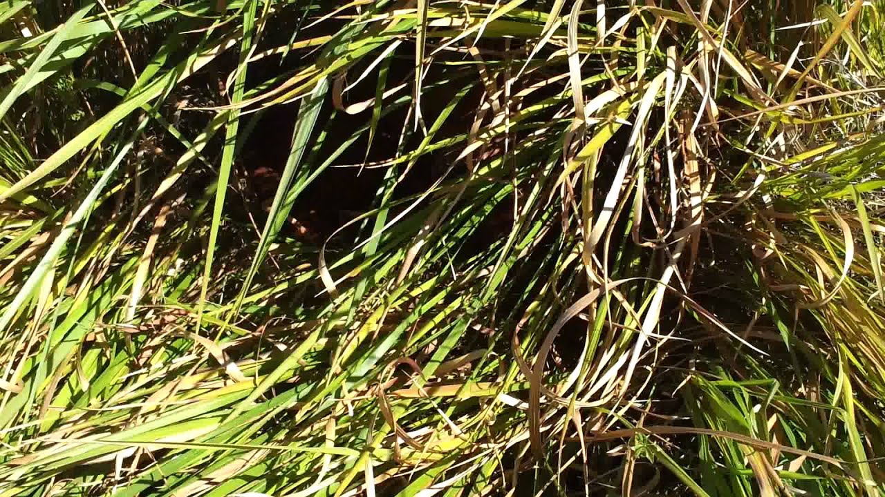 Secret grass cave discovered! YouTube