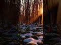 Nature On Light