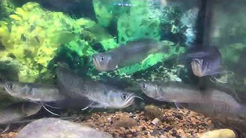 NGÂN LONG SIZE 12CM 28/7 | CÁ CẢNH NHẬT TOÀN GÒ CÔNG 0977022281