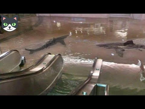 LOS 7 VIDEOS MÁS RAROS E INCREÍBLE DEL MUNDO | SI NO LO HUBIERAN GRABADO NADIE LO CREERIA