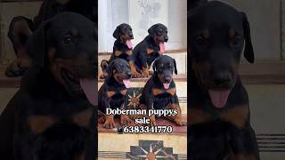 european doberman puppies for sale in bangalore#Ooty#Kodaikanal#Sivakasi#pondicherry#hosur#tenkasi