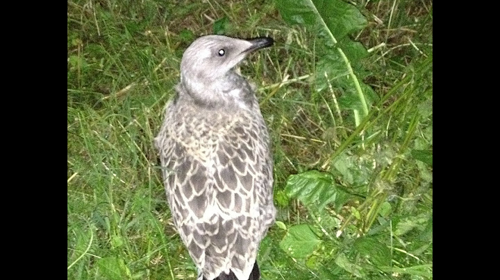 Am salvat un Cormoran ranit