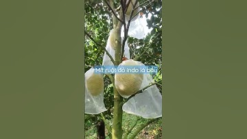 Mít ruột đỏ indo lá bầu, nhanh trái, sai trái.