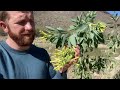 Wild Toxic Tobacco Plant in Baja California