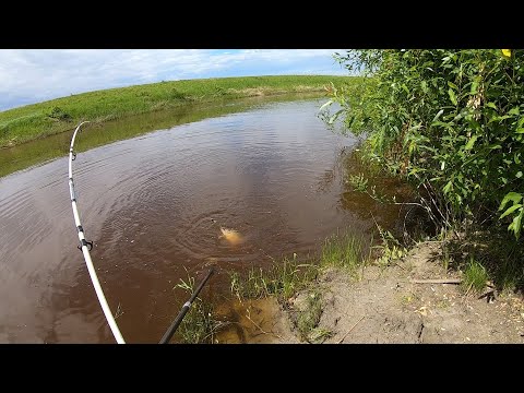 видео: ЭТИ САЗАНЫ ГНУЛИ СПИННИНГИ ДО ВОДЫ!!! ЛЕСКА ГУДЕЛА ОТ ТАКИХ ПОКЛЁВОК!!! ДАВНО Я ТАК НЕ РЫБАЧИЛ!!!