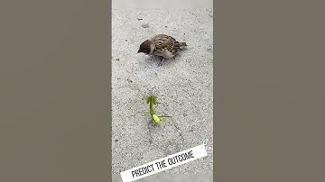 Mantis Vs. Bird