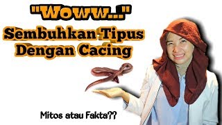 Obat typus dan Asam lambung tinggi dengan cacing tanah