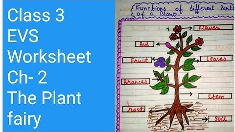 NDMC class 3 EVS worksheet chapter 2/class 3 EVS worksheet the plant fairy/@momteaching