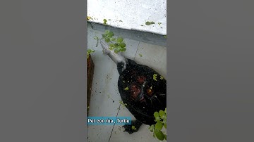 Lâu Nay Ăn Chay Hôm Nay Trở Chứng Ăn Cá Lóc #turtle #pets