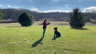 “Jeep” 13 months old super trained Giant Schnauzer performing a compilation of behaviors.