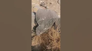 ران اشارة السلحفاة اشارة او علامة تدل على وجود كنوز بقربها وهي من أسهل الإشارات قد تصادفها يومآ 