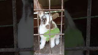 Кролик Багс Банні 🐰 Rabbit Bugs Bunny