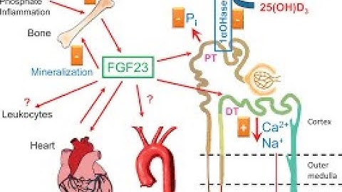 How Fibroblast growth factor 23 (FGF23) Regulation of Phosphate Body levels