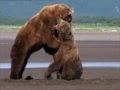 Grizzly Man Herzog Epic Bears Fight Grizzly Man Herzog Epic Bears Fight