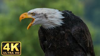 Eagles: The Kings of the Sky | Free Documentary Nature \/ The Eagle Mentality \/ Bald eagle calling