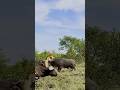 Even Kings fall #wildlife #animals #facts #nature #shorts #lion , #buffalo