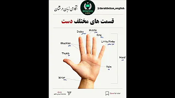 قسمت های مختلف دست English انگلیسی 
