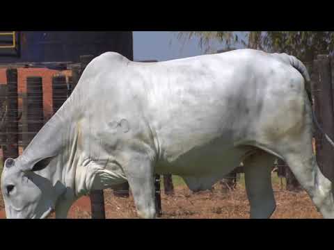 LOTE 22 - 8399 | 42º MEGA LEILÃO ANUAL CARPA FÊMEAS