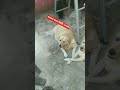fan fitting#shorts #short #viral #youtubevideos #youtubeshorts #funny #labrador #cute #doggielife