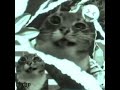 еще актив 😜 #edit #сваты6 #art #простите #cat
