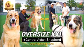 สุนัขพันธุ์ Central Asia Shepherd ยักษ์ใหญ่แห่งเอเชียกลาง! /Ep.63