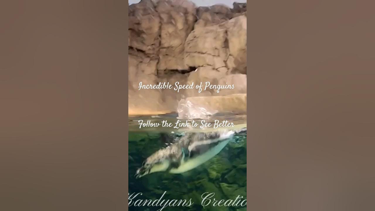 Incredible Speed of Penguins | Faster Than a Torpedo | Follow the Link