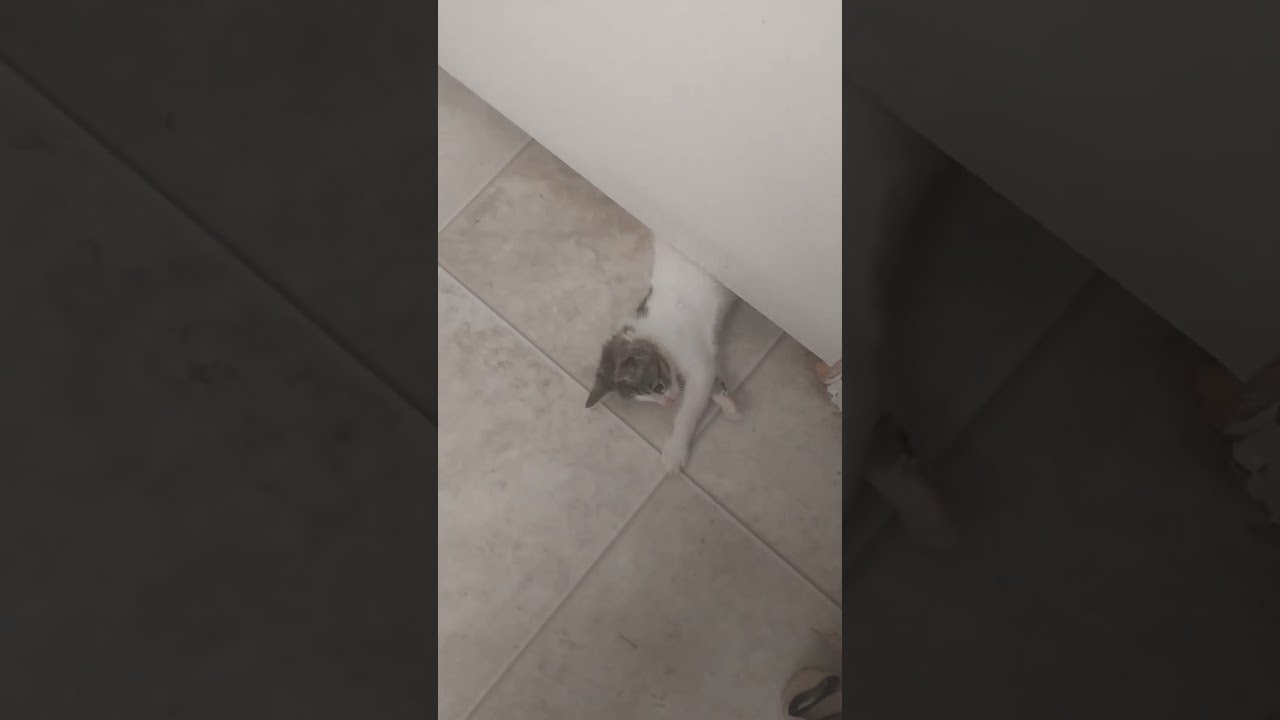 independent creatures my butt 