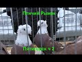 15.03.20. Птичий рынок г. Пятигорск ч 2.The bird market in Pyatigorsk, part 2.