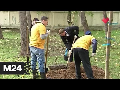 "Это наш город": москвичи выбрали растения для озеленения дворов - Москва 24