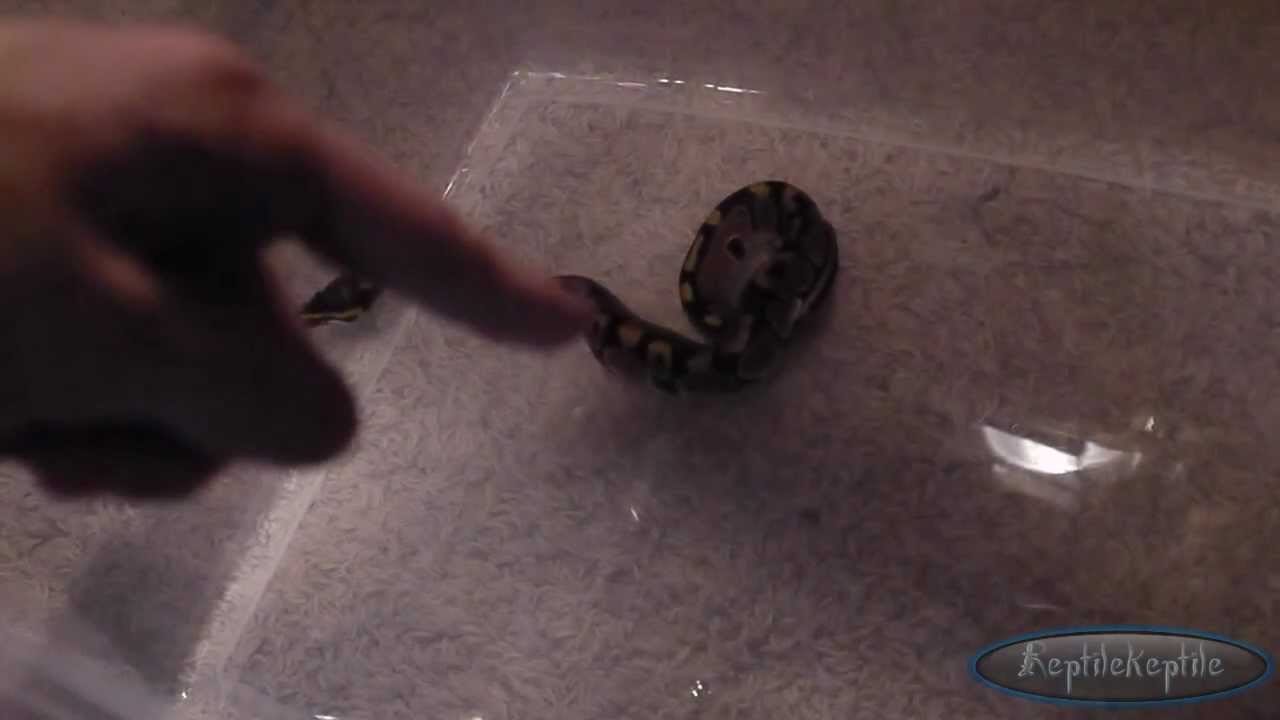 How to feed a snake frozen mice YouTube