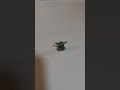 LEGO teeny minifigure cute challenge....Star Wars and maybe a bit of Spiderverse....who wins?