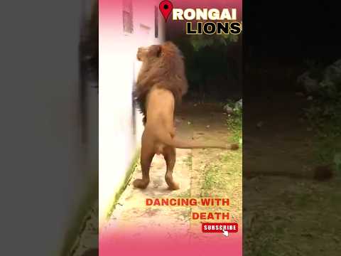 Rongai Lions Terrify Kajiado Rongailions Ongatarongai Lionshorts Shorts Viralshorts