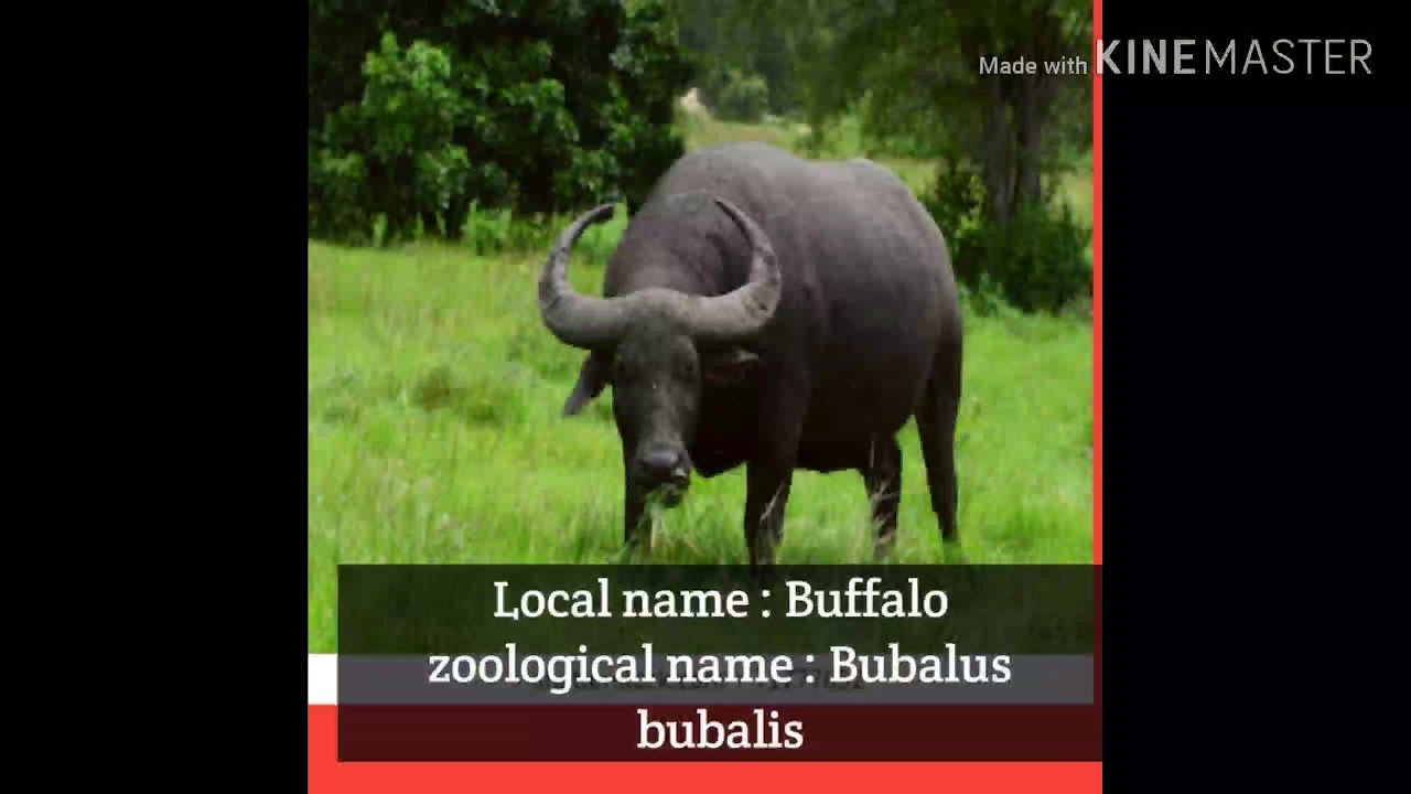 Zoological name of Animals