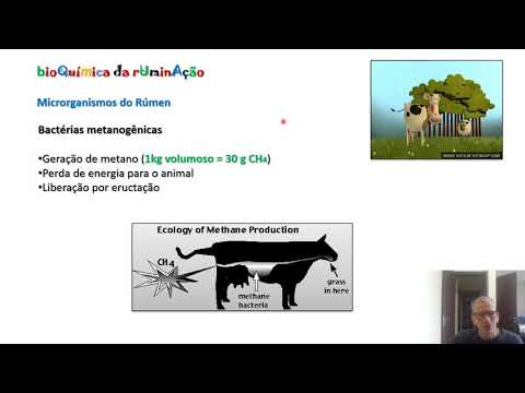 VIDEO bioquimica do rumen PT1