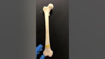 BIOL 2401 Femur