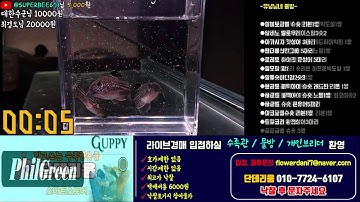 11/29 경매라이브