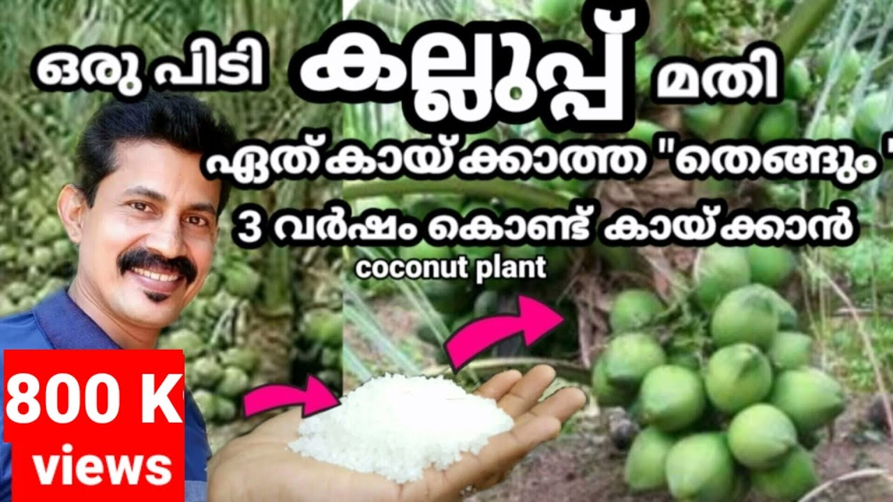 Coconut tree increase Tip/ഒരു പിടി കല്ലുപ്പ്മതി തെങ്ങ് മൂന്ന് വർഷം കൊണ്ട് കായ്ക്കാൻ/Btech MlX MEDIA