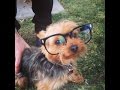犬だって眼鏡やサングラスをかけたいんです！！～Dog I want to wear glasses or sunglasses Even.