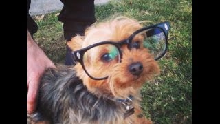 犬だって眼鏡やサングラスをかけたいんです！！～Dog I want to wear glasses or sunglasses Even.
