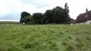 Sheep Tickling