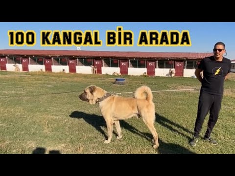 100 KÖPEKLİK DEVASA KANGAL ÇİFTLİĞİ | TRUVA KANGAL