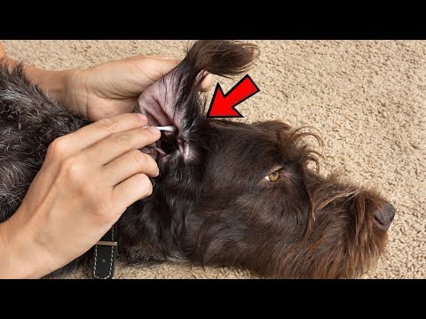 Video: Príznaky infekcií uší u psov