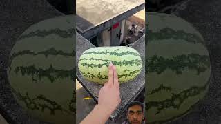 #funny #experiment #memes #watermelon #explosion #crushingtime #satisfying #funnymemes #comedy #vfx