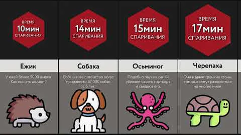 Время Спаривания Животных